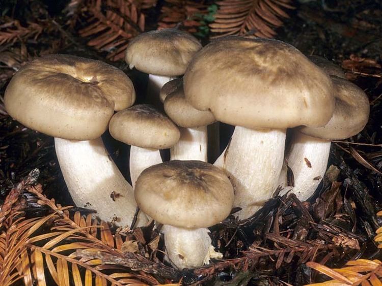 In a ground with dried long brown leaves, has mushrooms Lyophyllum Decastes, has white stems, white sack and white to brown cap.