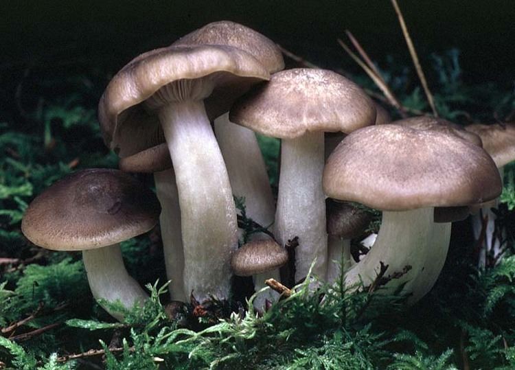 In a ground of grass with dried leaves, mushrooms laying on the ground, Lyophyllum Decastes, have white stems, white, gilles, white sack and white to brown cap in different sizes.