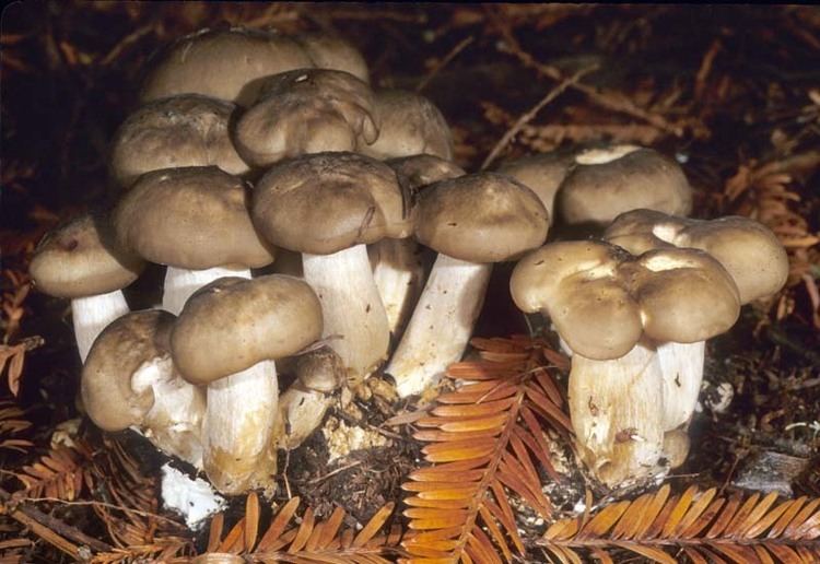 In a ground with dirt and dried long brown leaves, has mushrooms Lyophyllum Decastes, has white stems, white sack and white to brown cap.