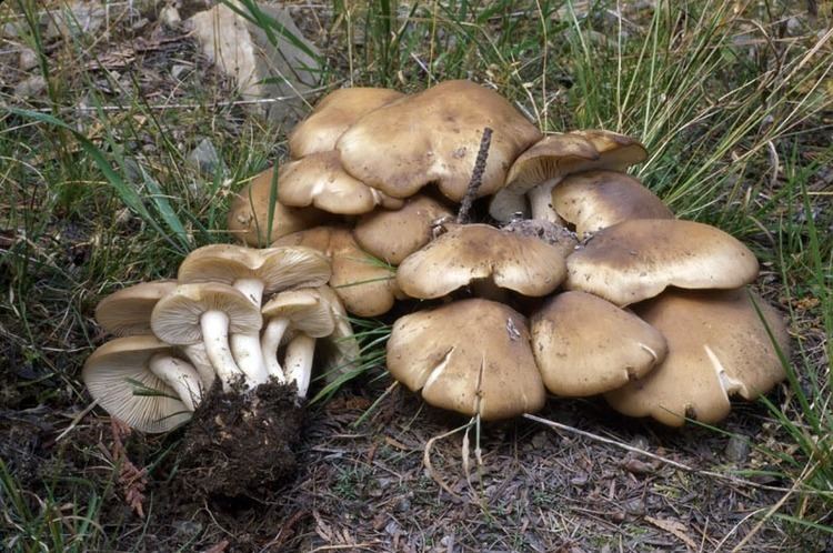 In a ground of grass with dried leaves, has picked up mushrooms laying on the ground a long with a large group of mushrooms, Lyophyllum Decastes, has white stems, white, gilles, white sack and white to brown cap in different sizes.