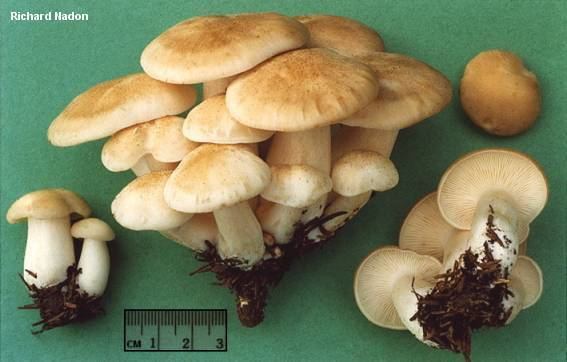 On a green surface, it has picked up mushrooms laying in a small, large and medium size group of mushrooms, Lyophyllum Decastes, has white stems, white, gilles, white sack and white to brown cap in different sizes.