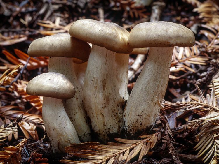 In a ground with dirt and dried long brown leaves, has mushrooms Lyophyllum Decastes, has white stems, white sack and white to brown cap.