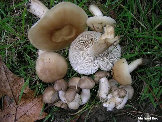 In a ground of grass with dried brown leaves, has picked up mushrooms laying on the ground, Lyophyllum Decastes, has white stems, white, gilles, white sack and white to brown cap in different sizes.