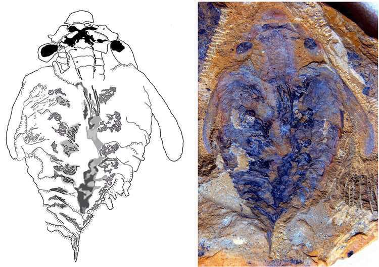 Lyrarapax Fossils show strange sea creature39s halfbillionyearold brain