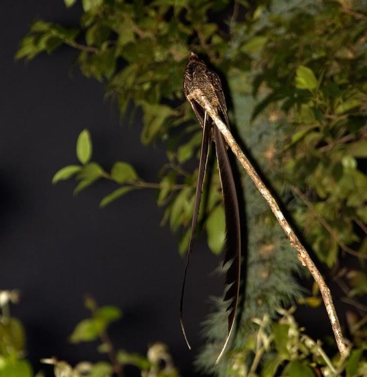 Lyre-tailed nightjar Lyretailed Nightjar Uropsalis lyra videos photos and sound