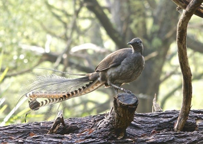 Lyrebird Lyrebirds mimicking chainsaws fact or lie