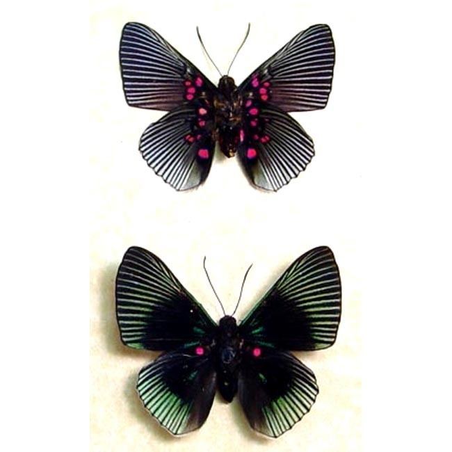 Lyropteryx apollonia Pair of lyropteryx apollonia Butterflies Real Butterfly Gifts Real