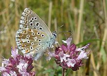 Lysandra (butterfly) httpsuploadwikimediaorgwikipediacommonsthu