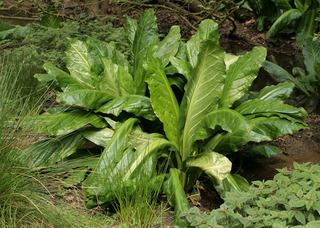 Lysichiton Lysichiton americanus American Skunkcabbage Discover Life