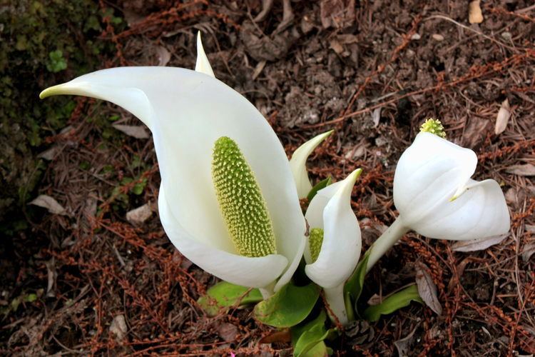 Lysichiton FileLysichiton camtschatcensisJPG Wikimedia Commons