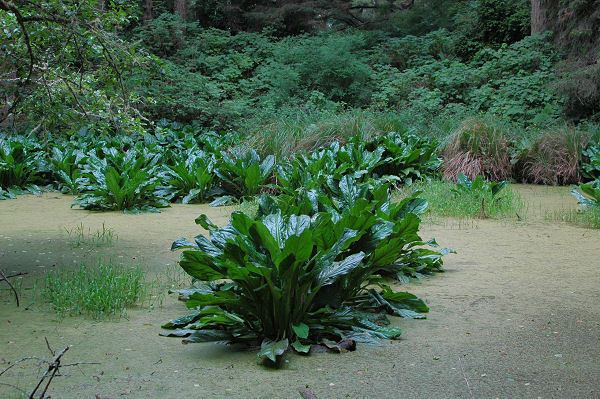 Lysichiton Pacific Bulb Society Lysichiton