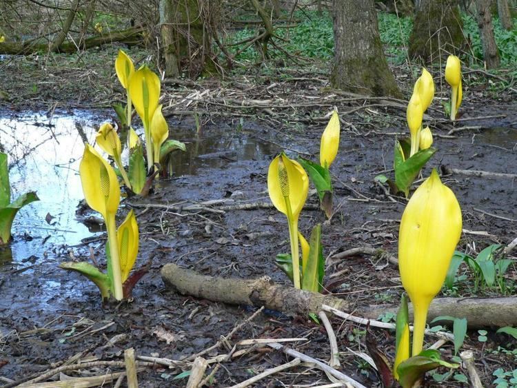 Lysichiton americanus Lysichiton americanus Stonebeck Online Atlas of the British and
