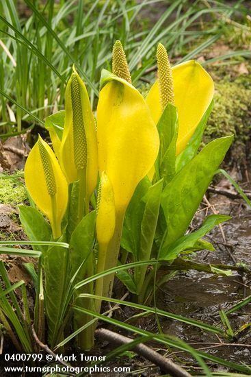 Lysichiton americanus Lysichiton americanus skunk cabbage Wildflowers of the Pacific