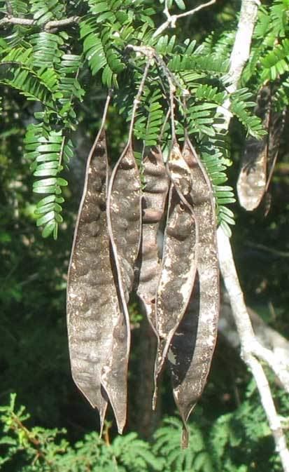 Lysiloma latisiliquum False Tamarind Lysiloma latisiliquum