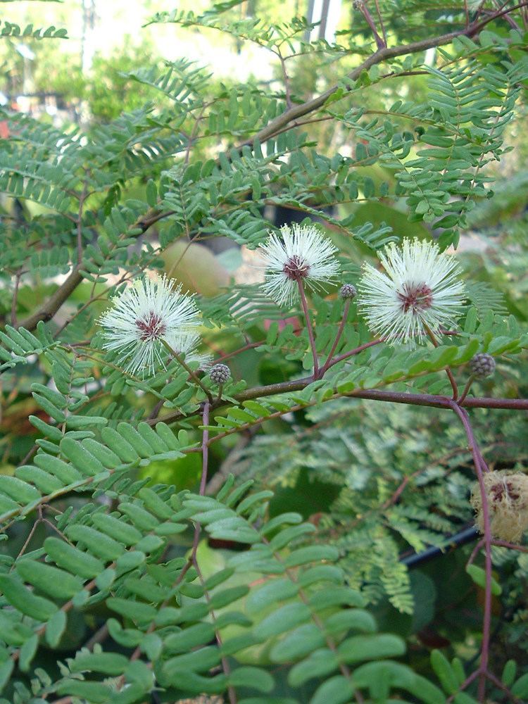 Lysiloma latisiliquum Lysiloma latisiliquum Images Useful Tropical Plants
