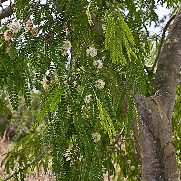 Lysiloma latisiliquum Florida Native Plant Society