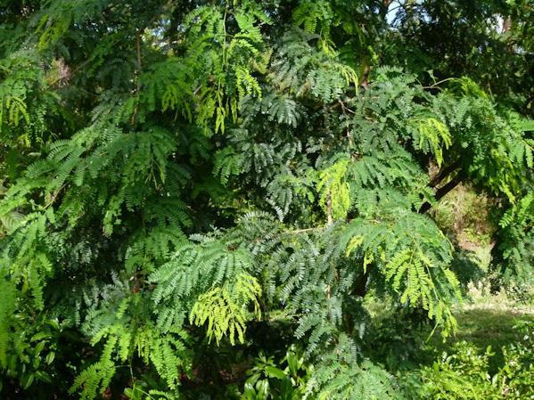 Lysiloma latisiliquum Florida Native Plant Society