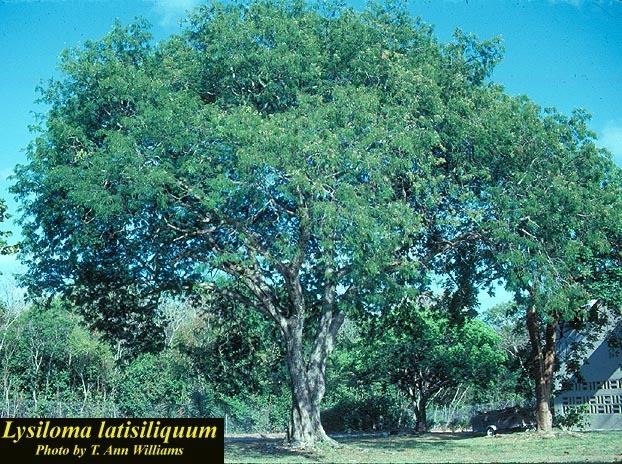 Lysiloma latisiliquum Lysiloma latisiliquum Photos ISB Atlas of Florida Plants ISB