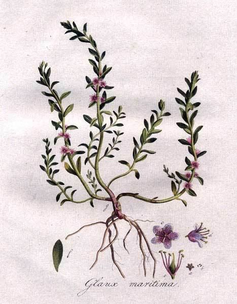 Lysimachia maritima Primulaceae Lysimachia maritima Glaux maritima