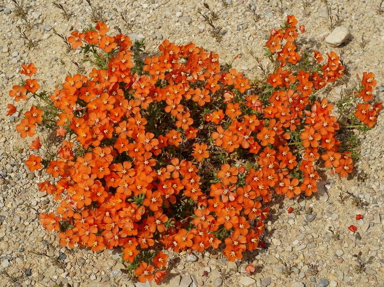 Lysimachia monelli Lysimachia monelli Wikipedia