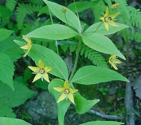 Lysimachia quadrifolia Plants North Carolina Native Plant Society