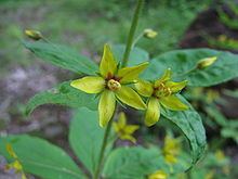 Lysimachia quadrifolia httpsuploadwikimediaorgwikipediacommonsthu