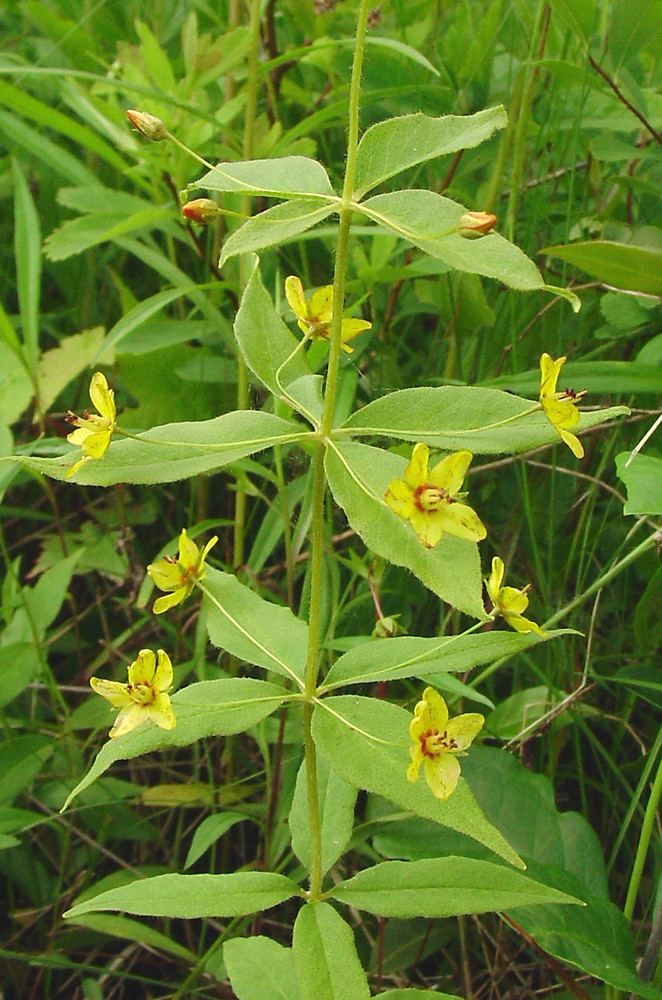 Lysimachia quadrifolia Lysimachia quadrifolia whorled yellowloosestrife Go Botany