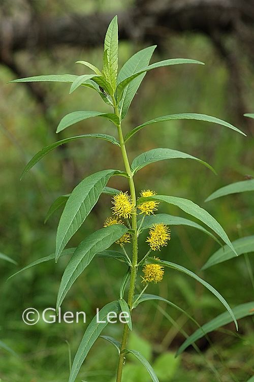 Lysimachia thyrsiflora Lysimachia thyrsiflora photos Saskatchewan Wildflowers