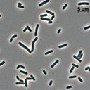 Lysinibacillus fusiformis Does anyone know how to induce sporulation in Lysinibacillus
