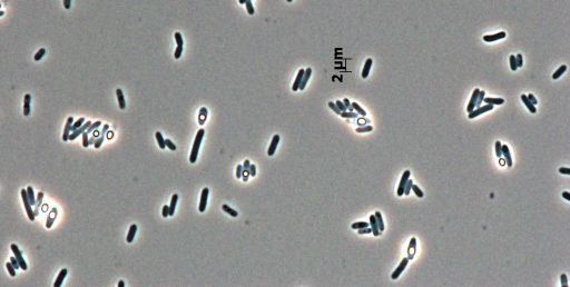 Lysinibacillus fusiformis Details DSM30621