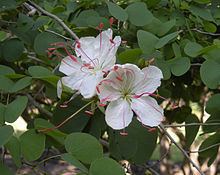 Lysiphyllum httpsuploadwikimediaorgwikipediacommonsthu