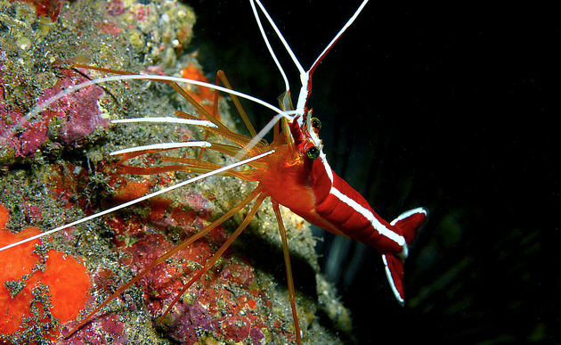 Lysmata The genus Lysmata contains a lot more species of cleaner shrimps