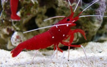 Lysmata debelius AquaticLog stock by mvalreef Added Blood Red Fire Shrimp Lysmata