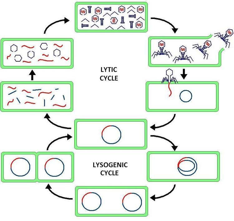 Lysogenic cycle