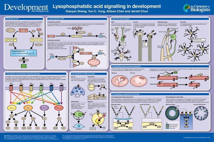 Lysophosphatidic acid Lysophosphatidic acid signalling in development Development