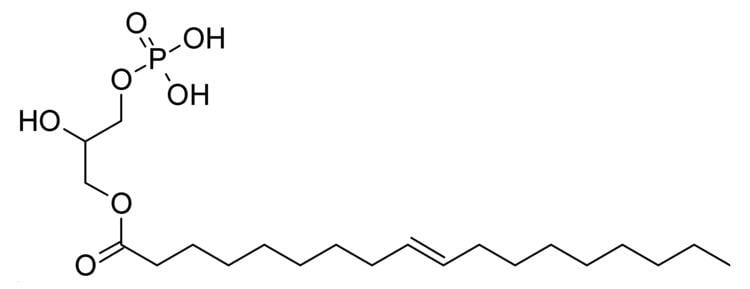 Lysophosphatidic acid FileLysophosphatidic acidPNG Wikimedia Commons