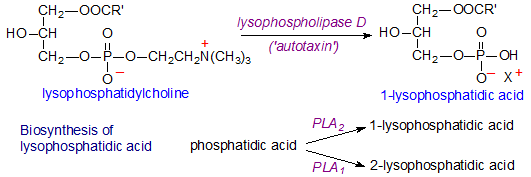Lysophosphatidic acid Phosphatidic acid lysophosphatidic acid and the related lipids