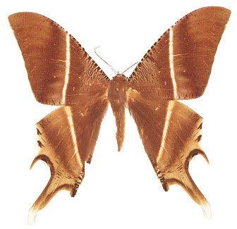 Lyssa zampa The Moths of Borneo