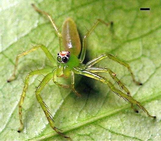 Lyssomaninae