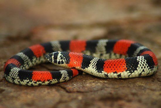 Lystrophis Ringed Hognose Snake Lystrophis semicinctus Bolivia