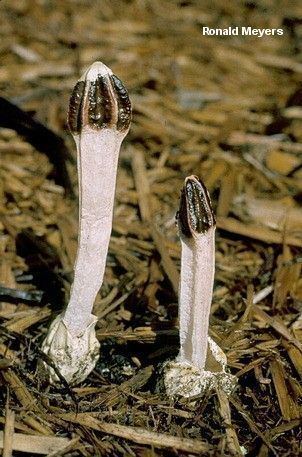Lysurus (fungus) Lysurus mokusin The Lantern Stinkhorn MushroomExpertCom