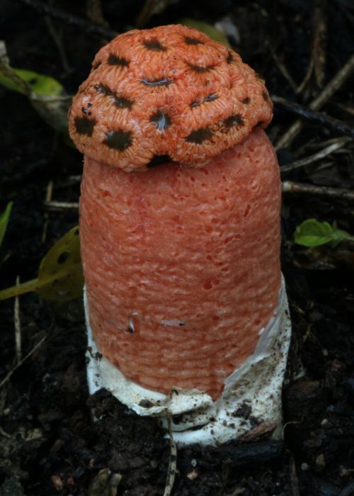 Lysurus (fungus) mycoportalorgimglibmycologyPhallaceaeIMG4385