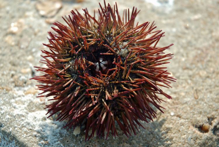 Lytechinus Lytechinus variegatus Lamarck 1816 green sea urchin Flickr