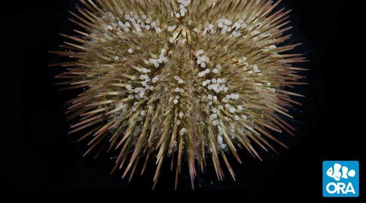Lytechinus variegatus Variegated Urchin Lytechinus variegatus ORA Oceans Reefs