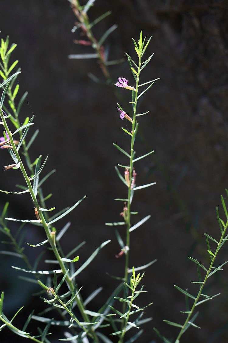 Lythrum californicum Vascular Plants of the Gila Wilderness Lythrum californicum