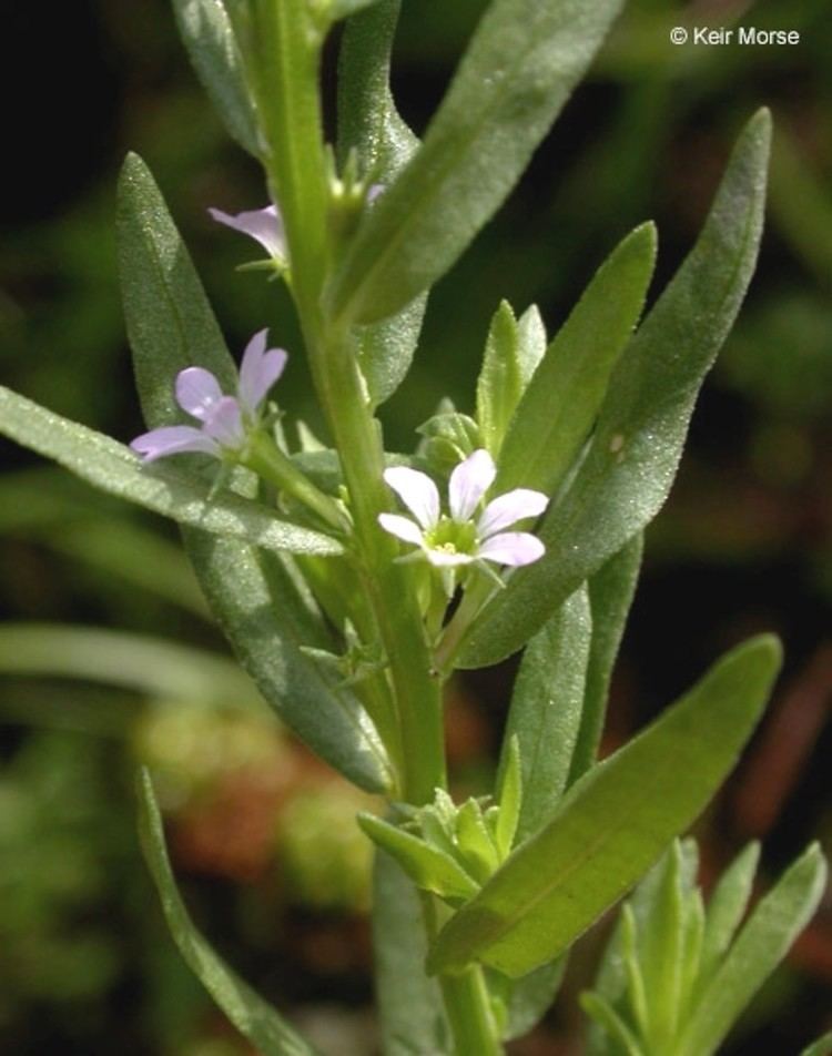 Lythrum hyssopifolia - Alchetron, The Free Social Encyclopedia