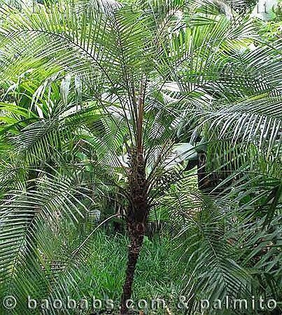 Lytocaryum Lytocaryum weddellianum Palmpedia Palm Grower39s Guide