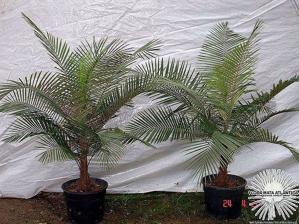 Lytocaryum Lytocaryum hoehnei Palmpedia Palm Grower39s Guide