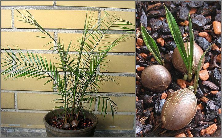 Lytocaryum weddellianum Lytocaryum weddellianum Palmpedia Palm Grower39s Guide