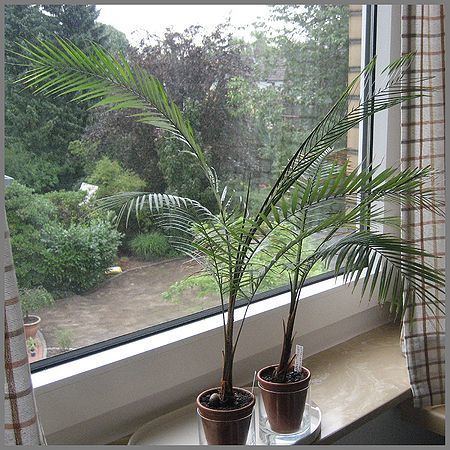 Lytocaryum weddellianum Lytocaryum weddellianum Palmpedia Palm Grower39s Guide